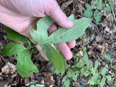 Nabalus serpentarius