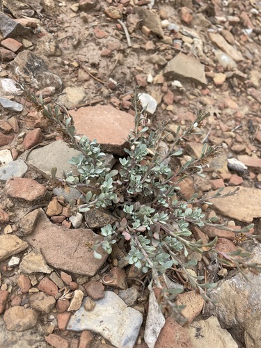 Image of Thompson's beardtongue by (c) Matt Berger, some rights reserved (CC BY)