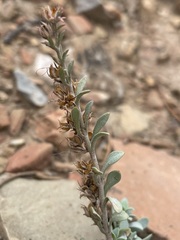 Penstemon thompsoniae