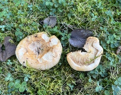 Lactarius psammicola