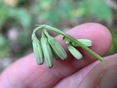 Nabalus trifoliolatus