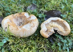 Lactarius psammicola