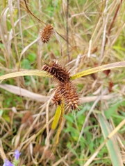 Carex lurida
