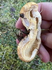 Lactarius psammicola