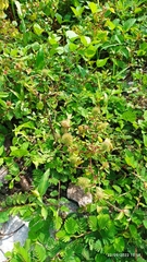 Acalypha alopecuroidea