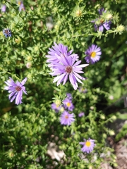 Symphyotrichum oblongifolium