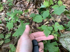 Nabalus trifoliolatus