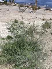 Parkinsonia aculeata