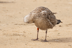 Larus fuscus
