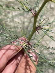 Parkinsonia aculeata