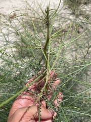 Parkinsonia aculeata