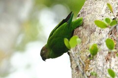 Geoffroyus geoffroyi