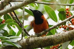 Pitohui dichrous