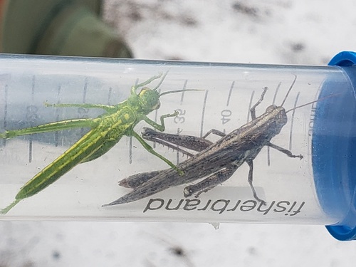 Rosemary Grasshopper photo 2