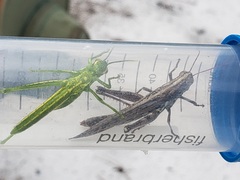 Schistocerca ceratiola