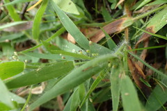 Dichanthelium acuminatum