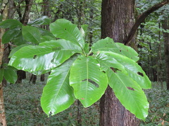 Magnolia obovata