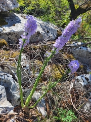 Campanula pyramidalis