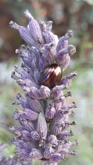 Chrysolina americana