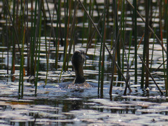Thalassornis leuconotus