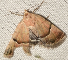 Eublemma suava
