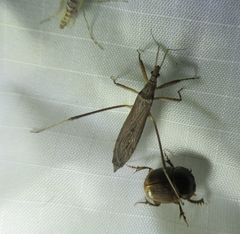 Pygolampis pectoralis