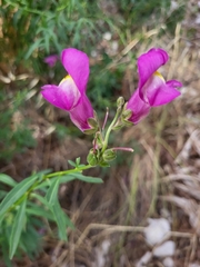 Antirrhinum