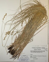Carex echinodes