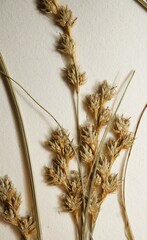 Carex echinodes