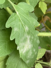 Pseudoidium neolycopersici
