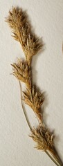 Carex echinodes