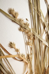 Carex echinodes