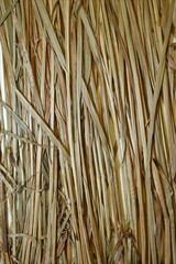 Carex echinodes