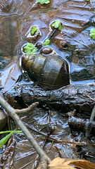 Cipangopaludina chinensis