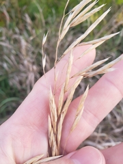 Bromus inermis