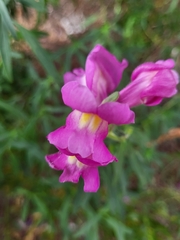 Antirrhinum