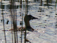 Thalassornis leuconotus