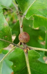 Kokkocynips imbricariae