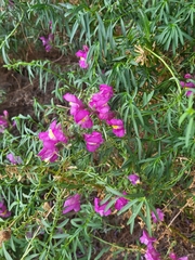 Antirrhinum