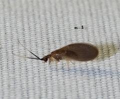 Sisyra apicalis