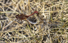Sympetrum internum