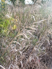 Bromus inermis