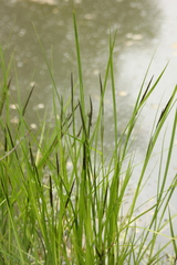 Carex nigra