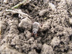Maladera holosericea
