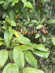 Malus prunifolia