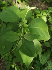 Solanum erianthum