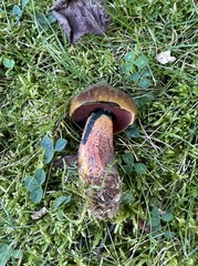 Neoboletus