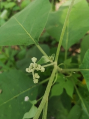 Solanum erianthum