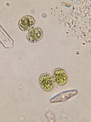 Cosmarium