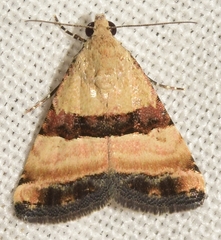 Pseudozarba bipartita